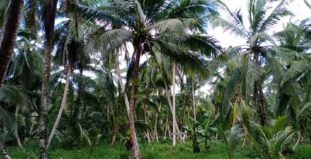Potret Perkebunan Kelapa di Kecamatan Kateman