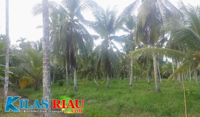 Potret Perkebunan Kelapa di Kecamatan Gaung