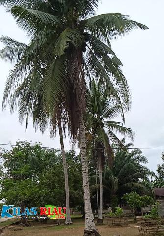 Potret Perkebunan Kelapa di Kecamatan Kemuning