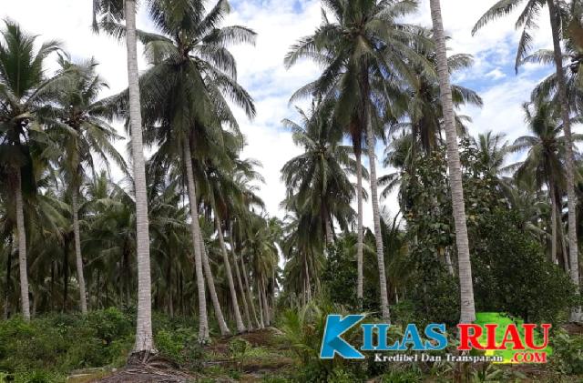 Potret Perkebunan Kelapa di Kecamatan GAS