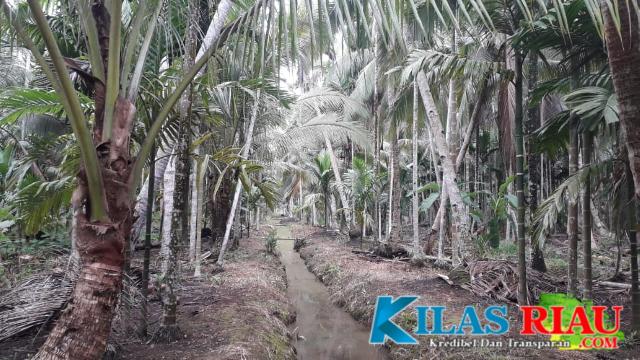 Potret Perkebunan Kelapa di Kecamatan Teluk Belengkong
