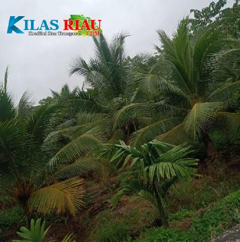 Potret Perkebunan Kelapa di Kecamatan Kempas