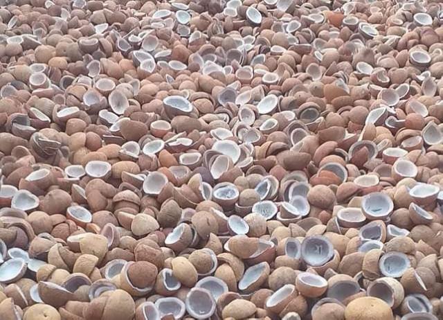 Potret Pengolahan Kopra Putih di kecamatan Tembilahan