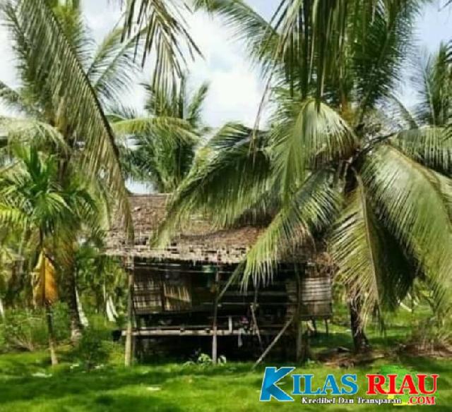 Potret Perkebunan Kelapa di Kecamatan Kuindra