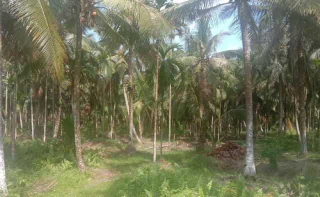 Potret Perkebunan Kelapa di Kecamatan Tanah Merah