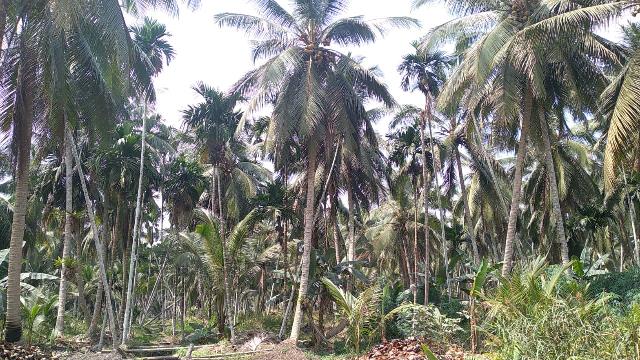 Potret Perkebunan Kelapa di Kecamatan Tempuling