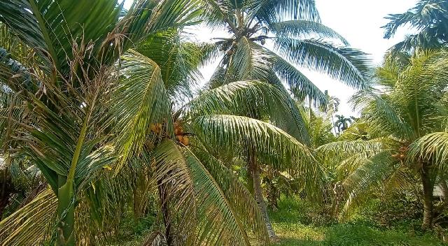 Potret Perkebunan Kelapa di Kecamatan Tembilahan Hulu