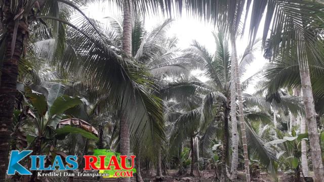 Potret Perkebunan Kelapa di Kecamatan Concong