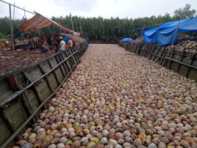 Potret Kumpulan Aktivitas Penghanyutan Kelapa Saat Panen