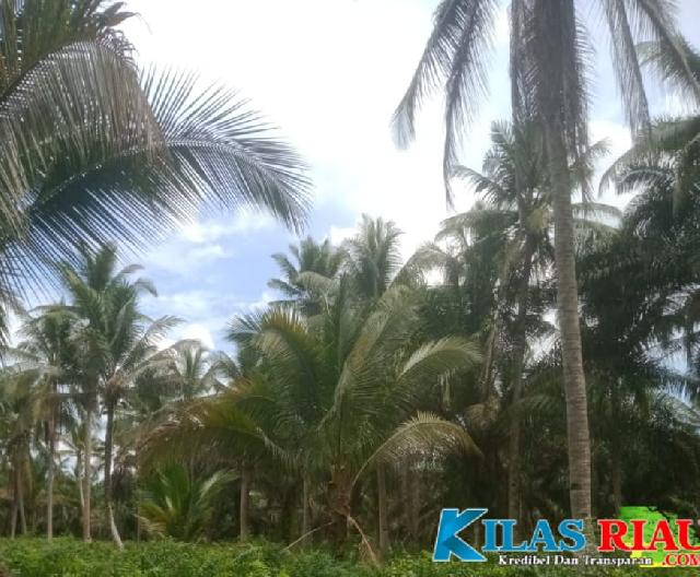 Potret Perkebunan Kelapa di Kecamatan Keritang