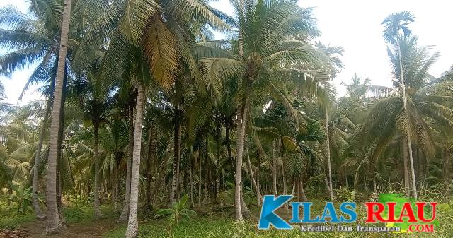 Potret Perkebunan Kelapa di Kecamatan Batang Tuaka