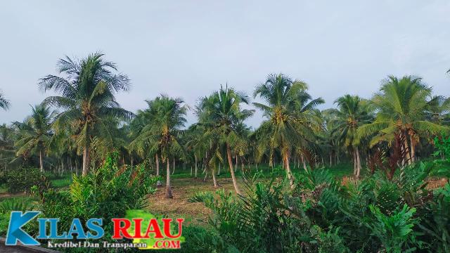 Berbaris Rapi, ini Potret Perkebunan Kelapa di Kecamatan Gaung